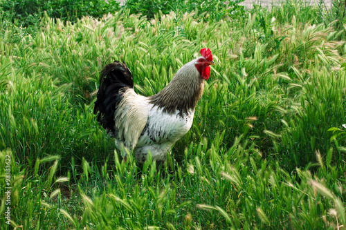 rooster in the meadow in the grass closeup