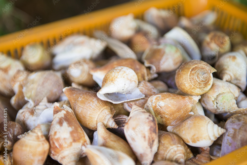 fresh cockles for sale at the market fresh cockles for sale at the market