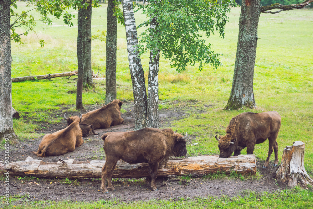 Fototapeta premium European bison (Bison bonasus)