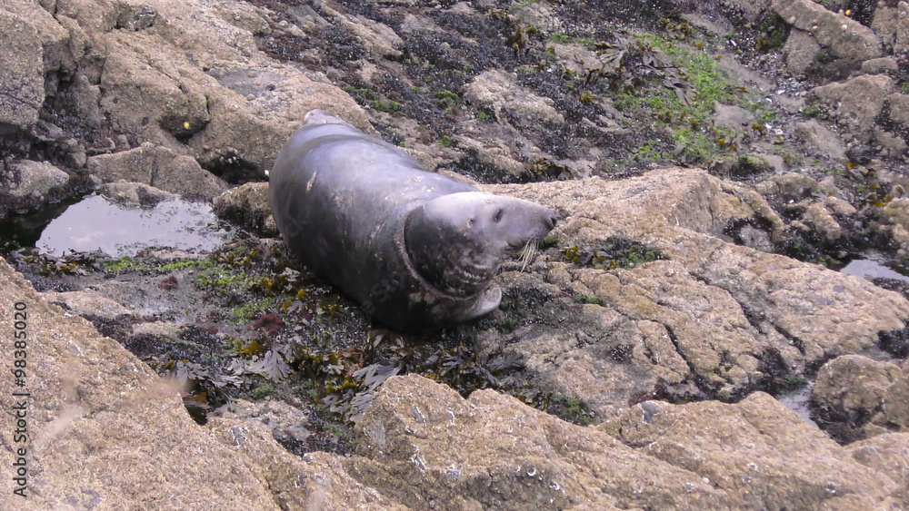 Grey Seal resting on the rocks scratches its head