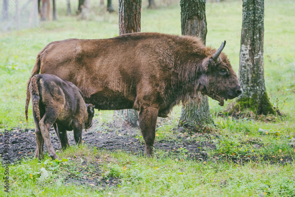 European bison (Bison bonasus) European bison (Bison bonasus)