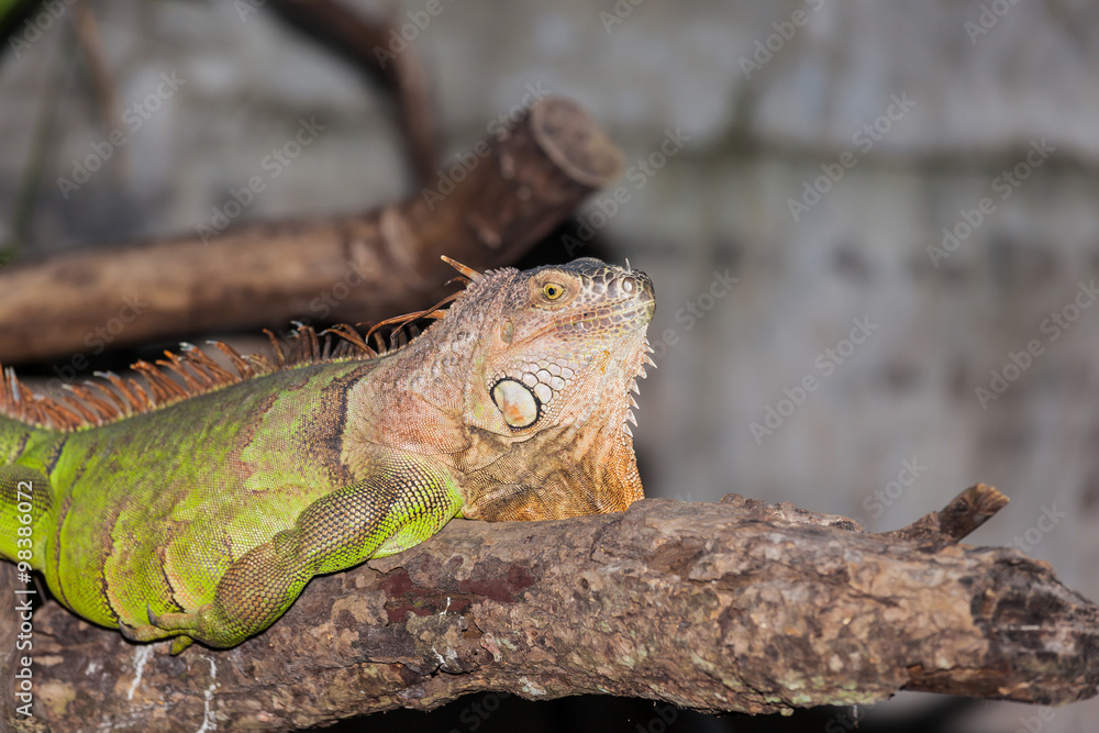Fototapeta premium Close up of a green iguana