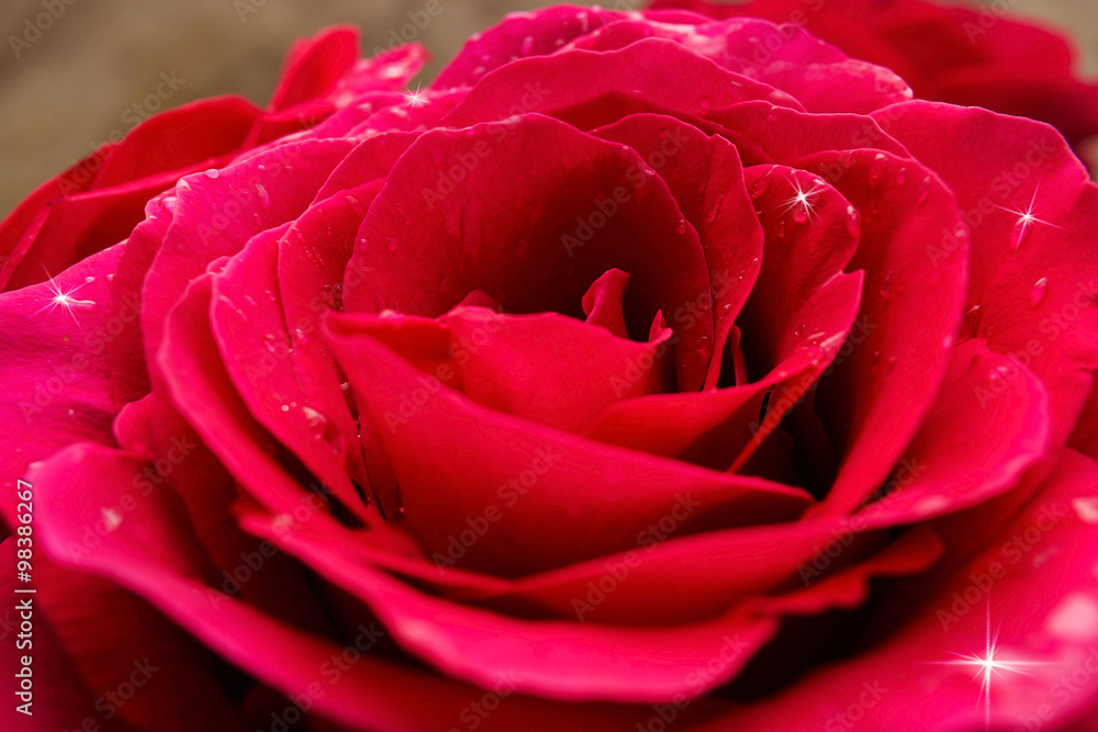 Rose from a close distance with water drops, selective focus Rose from a close distance with water drops, selective focus