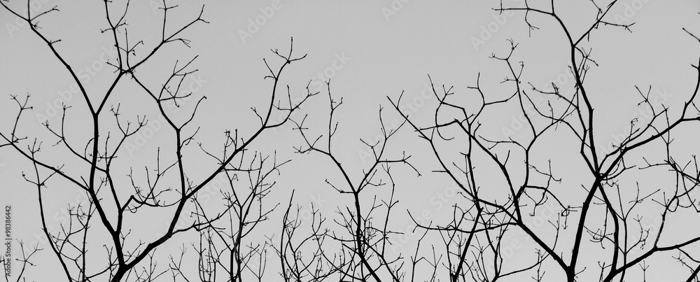 Obraz premium tree branches isolated on white background