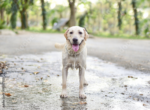 Labrador Retriever dog playing the water