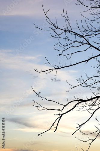 silhouetted tree