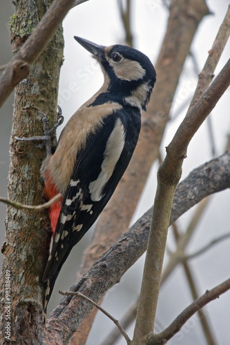 Great Spotted Woodpecker (Dendrocopos major) sitting on the tree