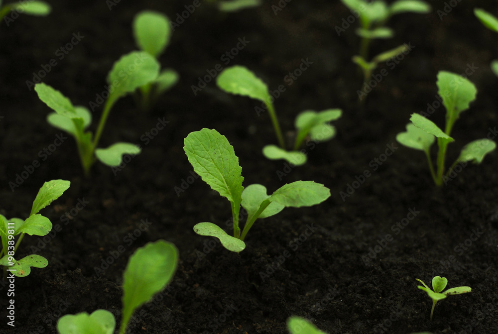 Gai choy, or mustard greens sprouting healthily on dark soil mix in a shady home garden Gai choy, or mustard greens sprouting healthily on dark soil mix in a shady home garden