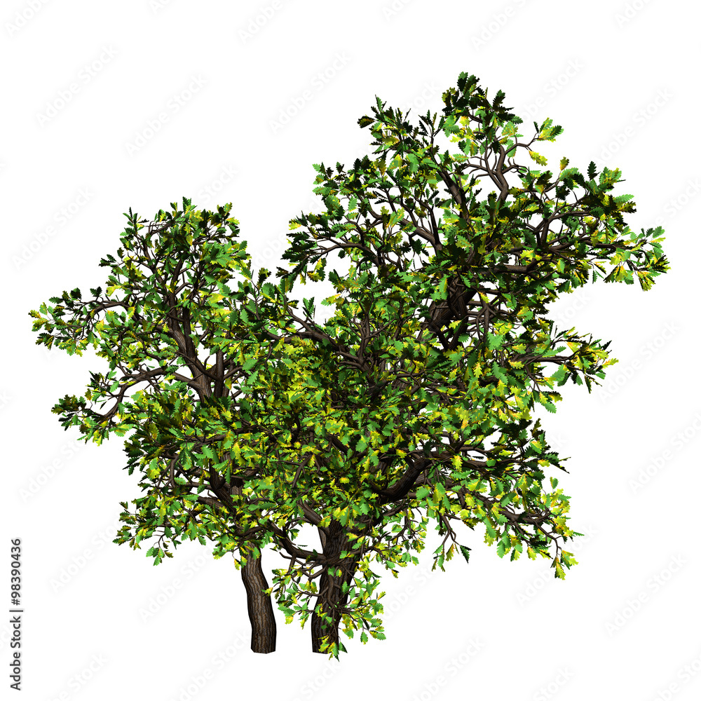 Tree Tree