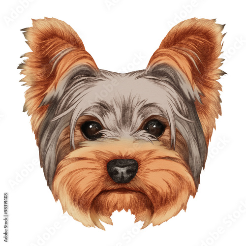 Portrait of Yorkshire Terrier Dog. Hand-drawn illustration, digitally colored. photo