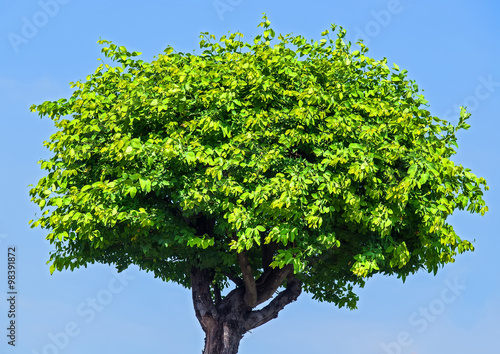 Bush in blue sky