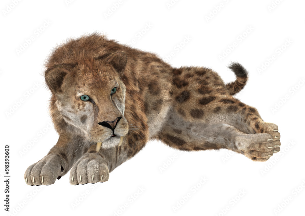 Obraz premium Big Cat Sabertooth