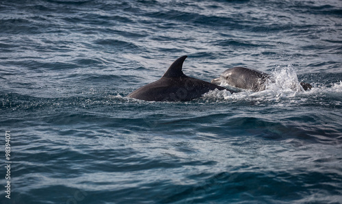 Bottlenose dolphin jumping from water  Menay Bay  Zanzibar  Tanz