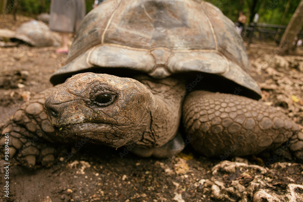 An Aldabra giant tortoise looks out from its shell on Prison Isl An Aldabra giant tortoise looks out from its shell on Prison Isl