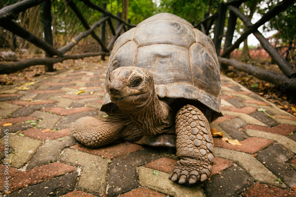 Naklejka premium An Aldabra giant tortoise looks out from its shell on Prison Isl