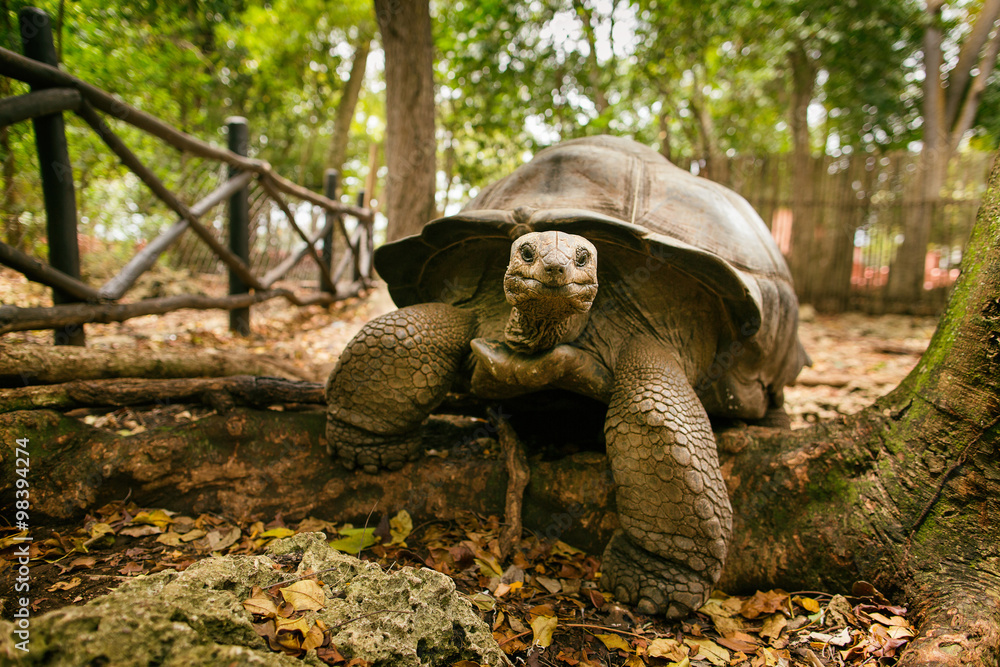 An Aldabra giant tortoise looks out from its shell on Prison Isl