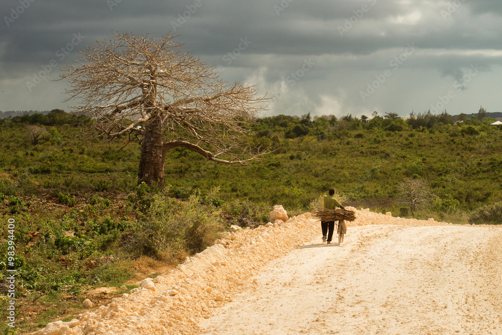 Fototapeta premium Big baobab tree surrounded by African Savannah with dirt track n