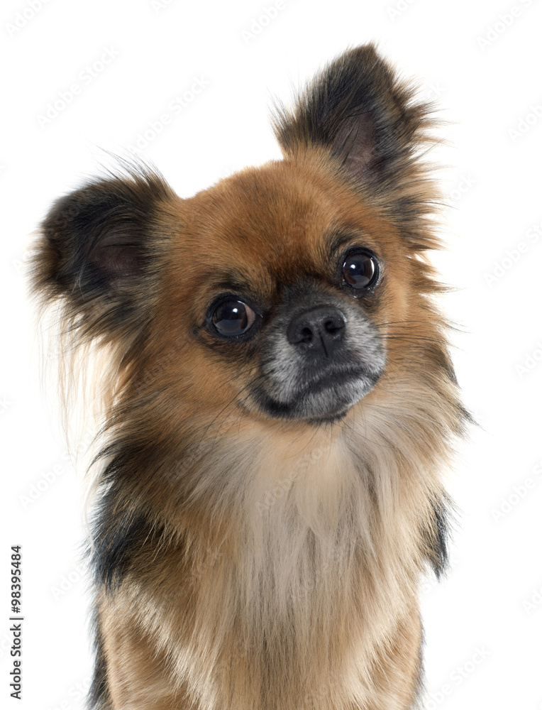 Obraz premium long hair chihuahua