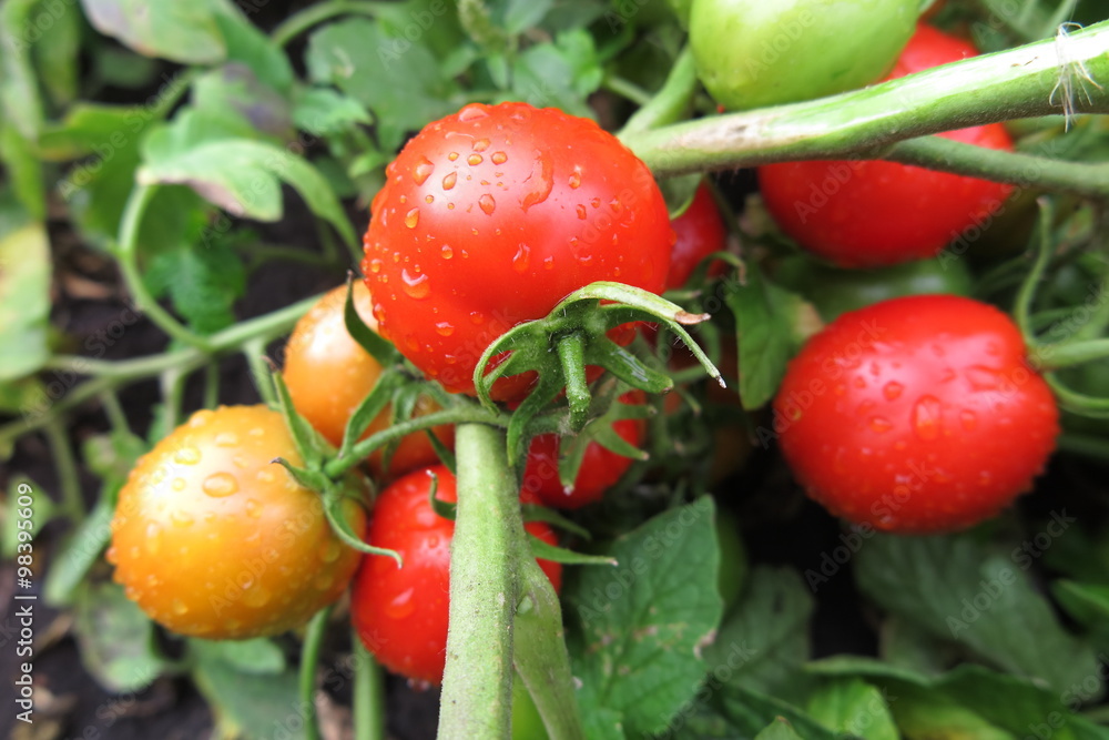 Ripe tomatoes with the rain drops in the summer garden