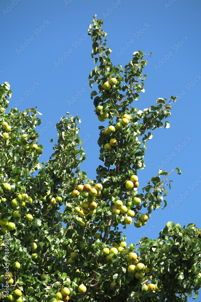 Pear tree (Pyrus) with the ripe pears in the summer garden against a blue sky