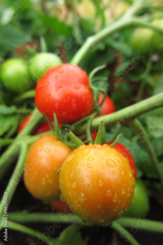 Ripe tomatoes with the rain drops in the summer garden