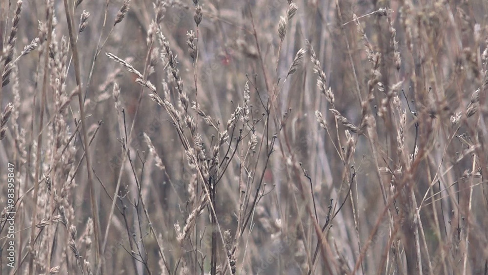 Dry winter grass in snow swaying on wind in open field, abstract close up footage Dry winter grass in snow swaying on wind in open field, abstract close up footage