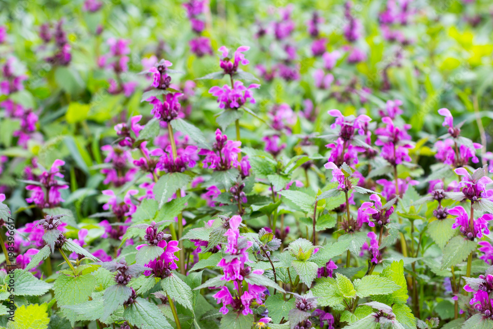 Glade with flowering spring herbs purple dead-nettle. Copy space Glade with flowering spring herbs purple dead-nettle. Copy space