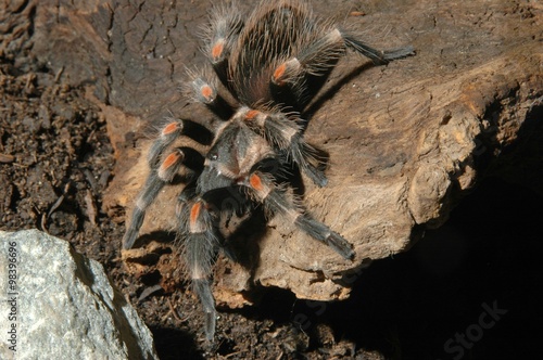 Tarantola (Brachypelma auratum) photo