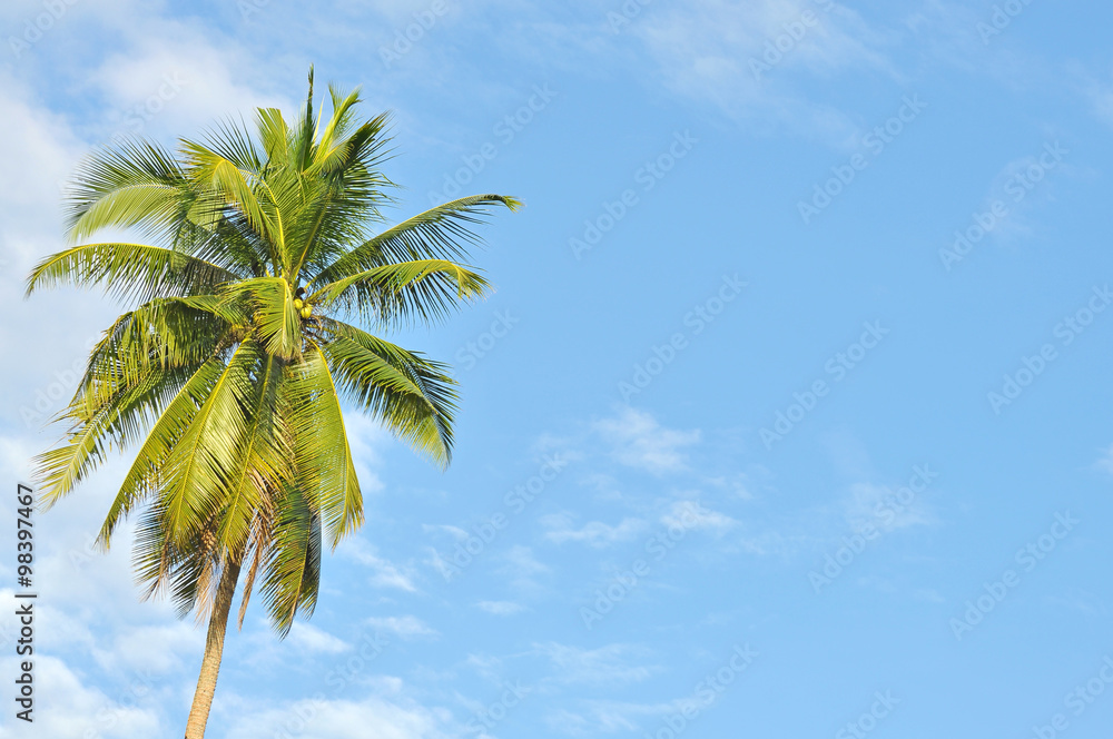 Coconut or palm tree with clouds and blue sky and copyspace area Coconut or palm tree with clouds and blue sky and copyspace area