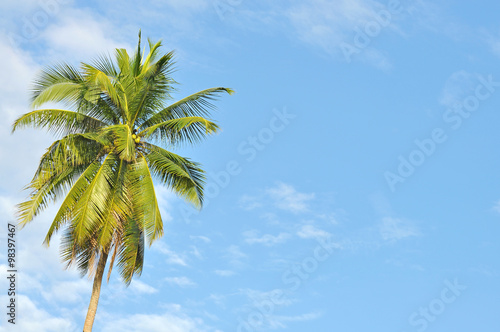 Coconut or palm tree with clouds and blue sky and copyspace area