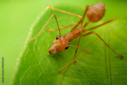 Red ant stand on green leaf © bankerfotos