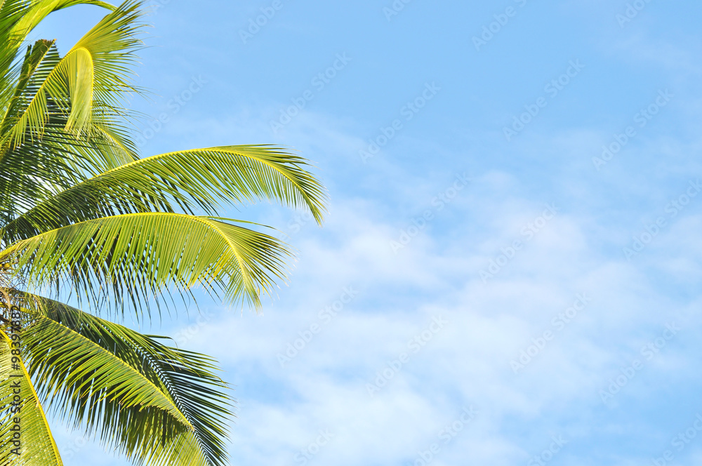 Coconut or palm tree with clouds and blue sky and copyspace area Coconut or palm tree with clouds and blue sky and copyspace area