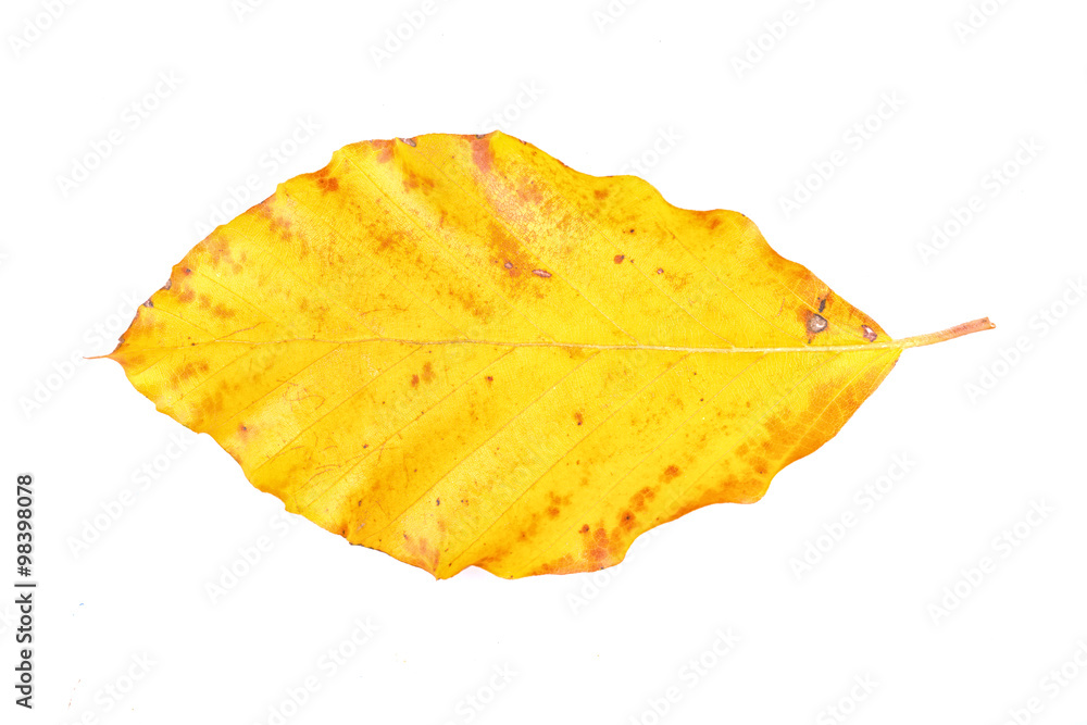 Naklejka premium Colored leaf on a white background