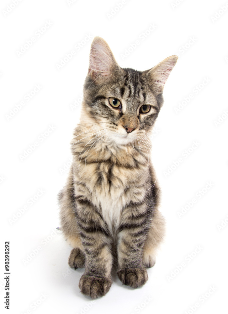 Fototapeta premium ładny kotek pręgowany na białym tle