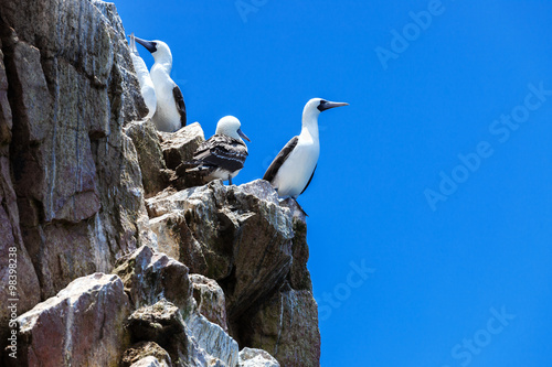 peruvian gannets on rocks
