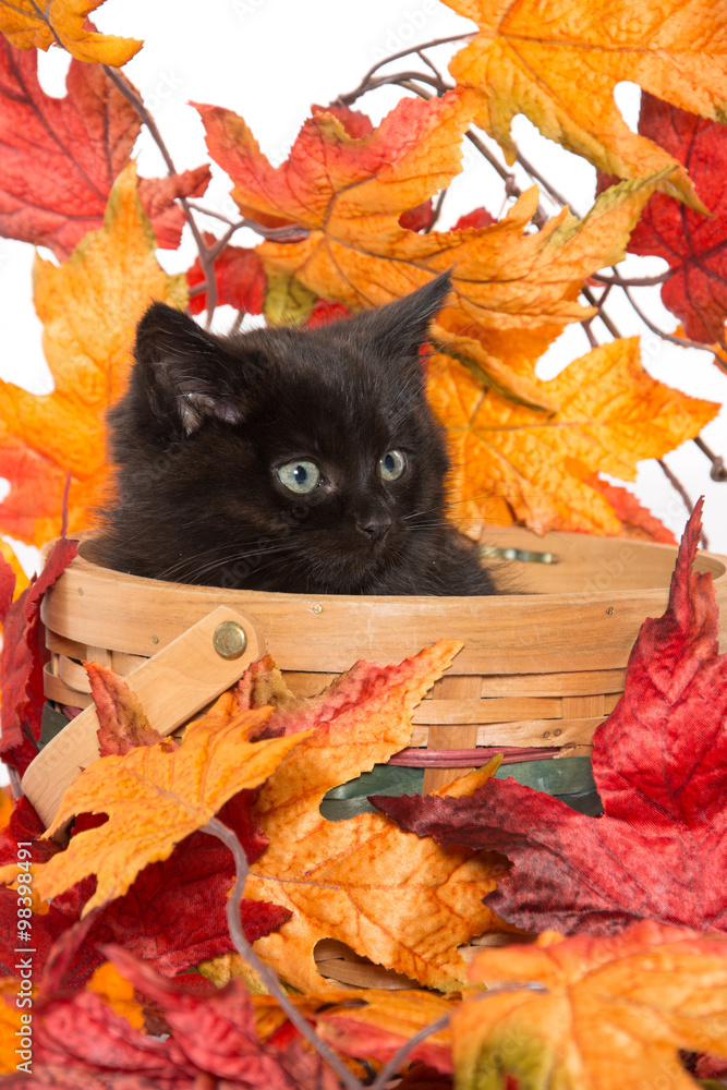 Obraz czarny kotek i upadek liści