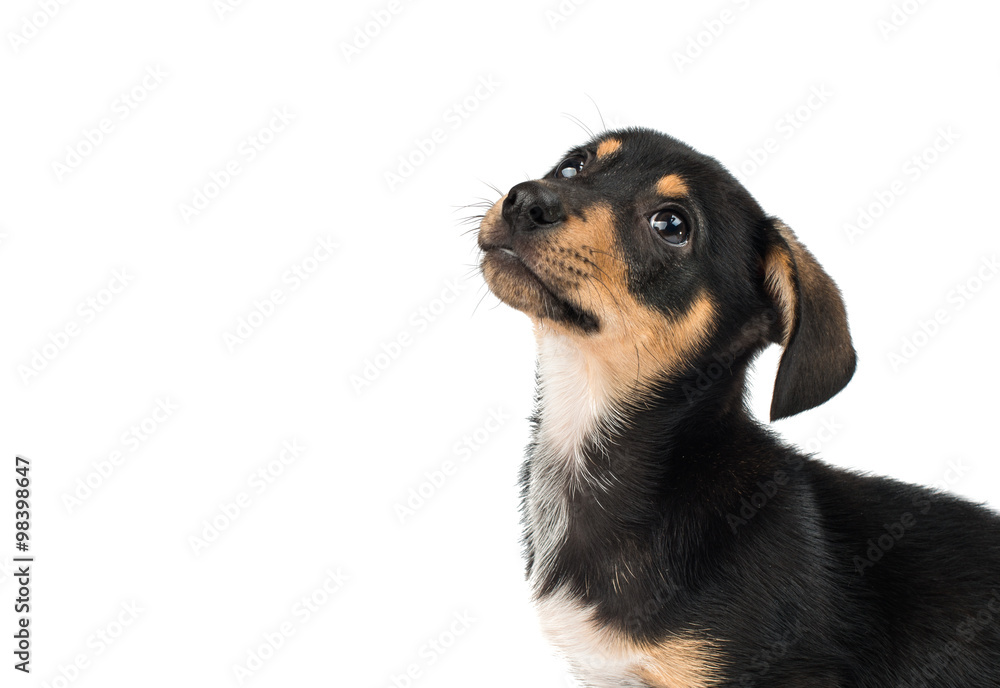 Dachshund puppy