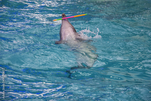 Dolphin in dolphinarium with hula hoop