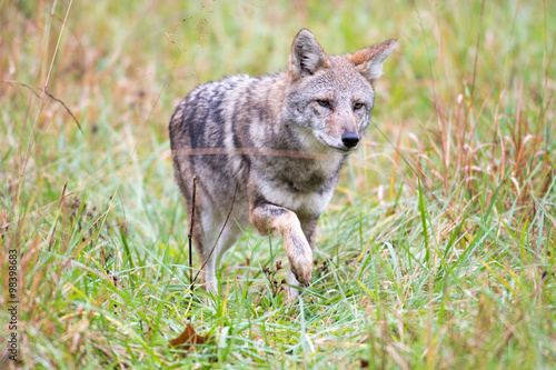 Coyote in a meadow