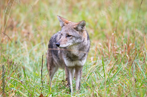 Fototapeta Naklejka Na Ścianę i Meble -  Coyote in a meadow