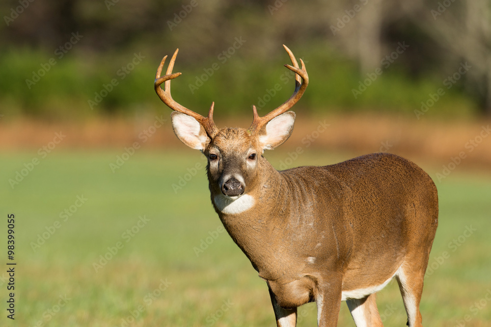 Fototapeta premium Large white-tailed deer buck