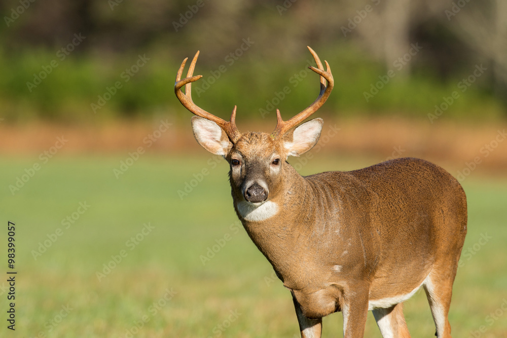 Large white-tailed deer buck Large white-tailed deer buck
