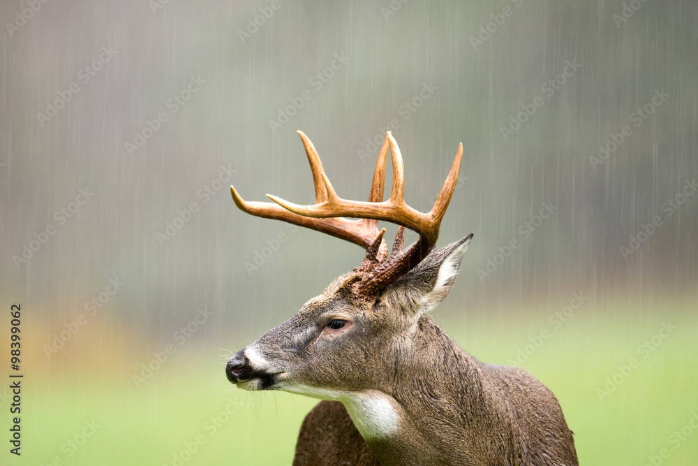 Naklejka premium White-tailed deer buck in rain