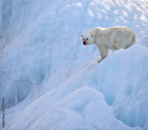 Polar bear in natural environment  