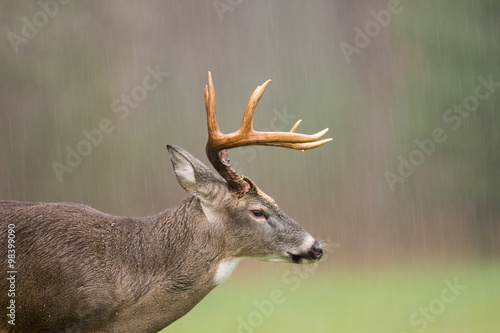 White-tailed deer buck in rain © Tony Campbell