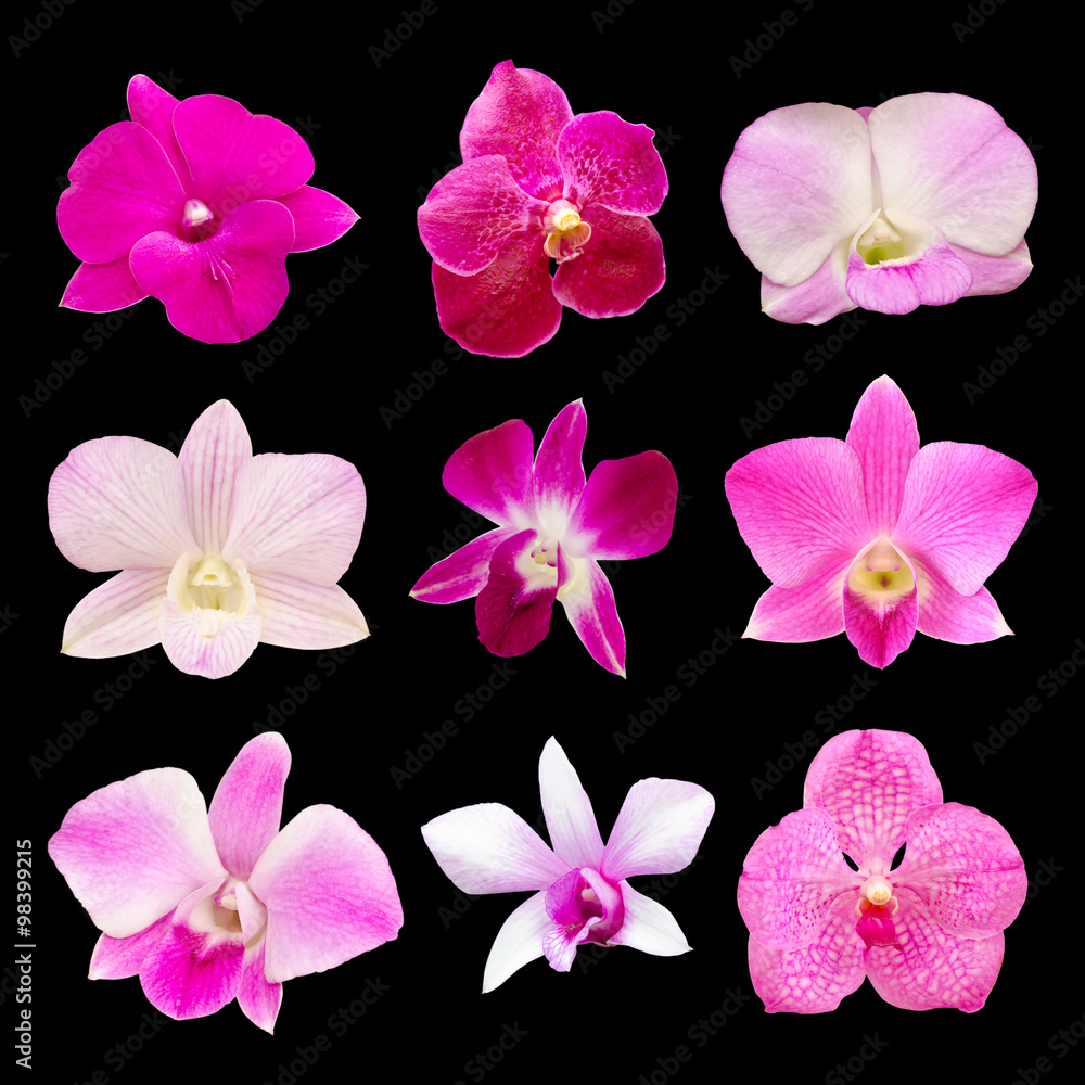 Set of fresh orchids isolated on black background