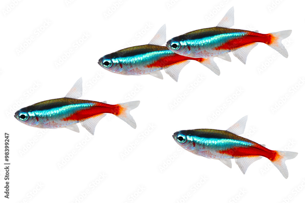 Obraz premium Swarm of Neon Tetra Paracheirodon innesi freshwater fish isolated 