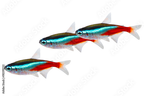 Swarm of Neon Tetra Paracheirodon innesi freshwater fish isolated 