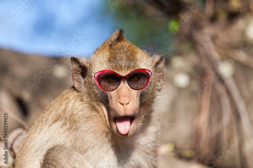 Funny rhesus monkey with tongue sticking out and sunglasses