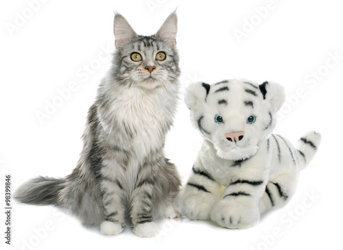 maine coon cat and tiger toy